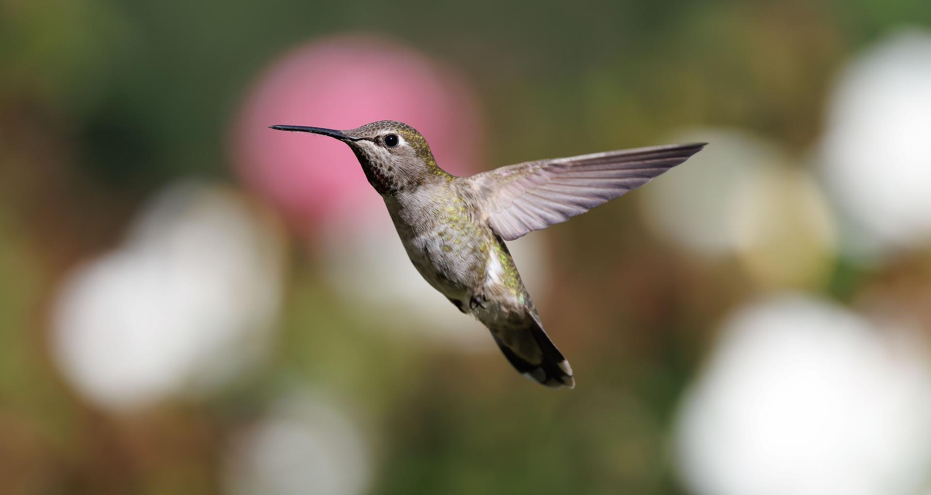 La canicule, l’inattention aux externalités et les colibris que nous sommes